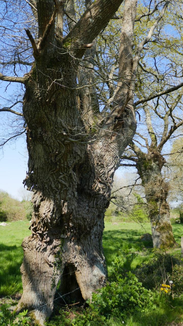 Agrandir l'image (fenêtre modale)