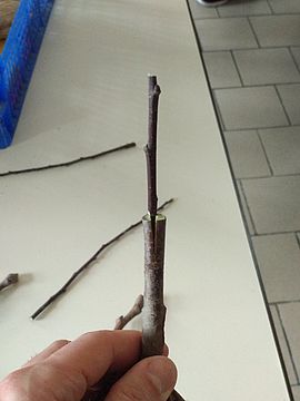 Agrandir l'image (fenêtre modale)